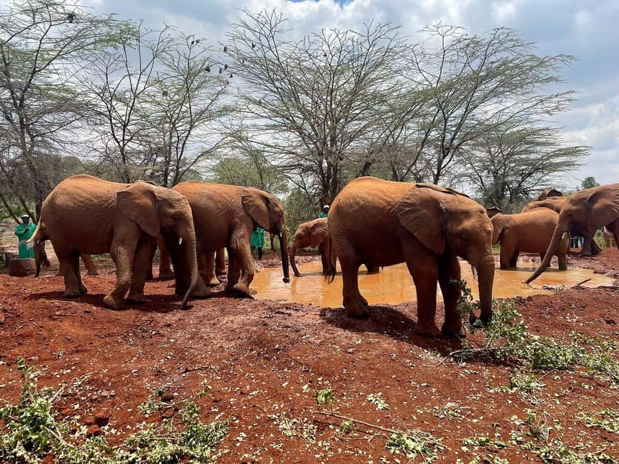 Nairobi National Park, Baby Elephant and Giraffe Centre Tour - Nairobi National Park Game Drive: the best first hour of your day