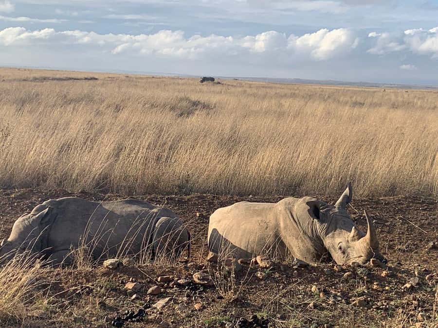 Nairobi National Park, Baby Elephant and Giraffe Centre Tour - Lunch at a restaurant in Nairobi National Park: keep it simple, keep moving