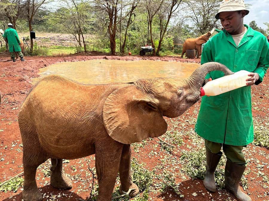 Nairobi National Park, Baby Elephant and Giraffe Centre Tour - Giraffe Centre: the hand-feeding moment you’ll remember for years