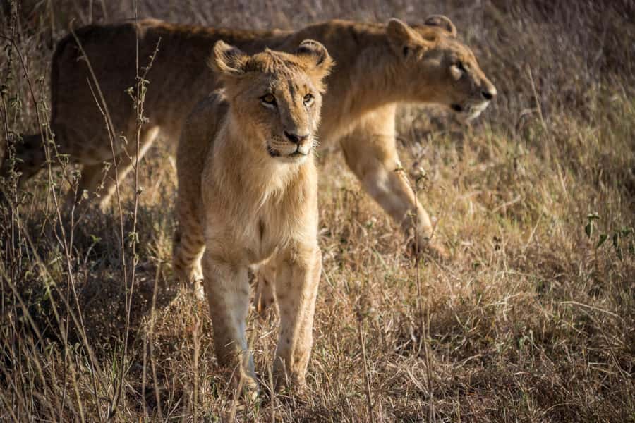 Nairobi National Park, Baby Elephant and Giraffe Centre Tour - Price Reality Check: what $54 covers, and what to budget next