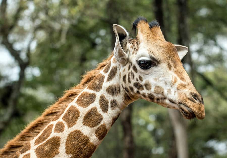 Nairobi National Park, Baby Elephant and Giraffe Centre Tour - Who this Nairobi wildlife day trip is best for