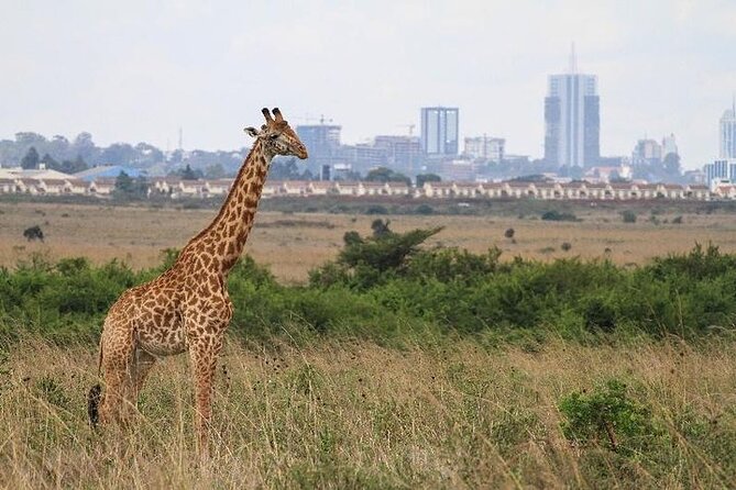 Nairobi: National park, baby Elephant, Giraffe center - A Nairobi city-skyline safari day