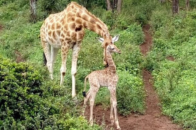 Nairobi: National park, baby Elephant, Giraffe center - Giraffe Centre: hand-feeding Rothschild giraffes up close