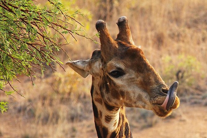 Nairobi: National park, baby Elephant, Giraffe center - Karen Blixen Museum: ending the day with Kenya’s colonial past