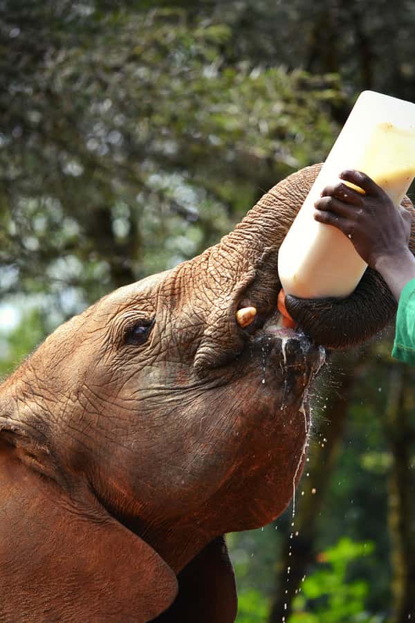 Nairobi: National Park, Baby Elephant & Giraffe Centre Tour - Key points worth knowing before you go