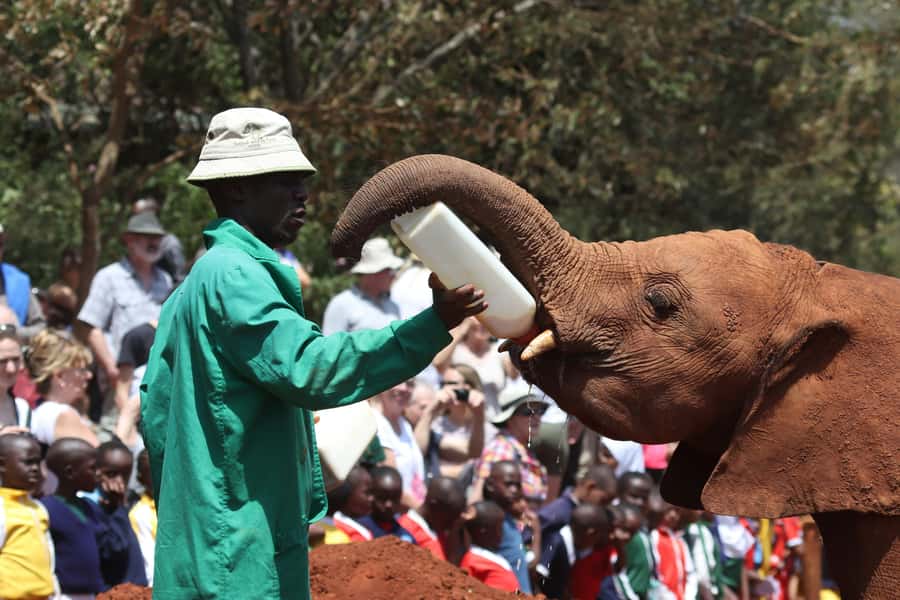 Nairobi: National Park, Baby Elephant & Giraffe Centre Tour - Nairobi National Park feels like a bonus safari in the city