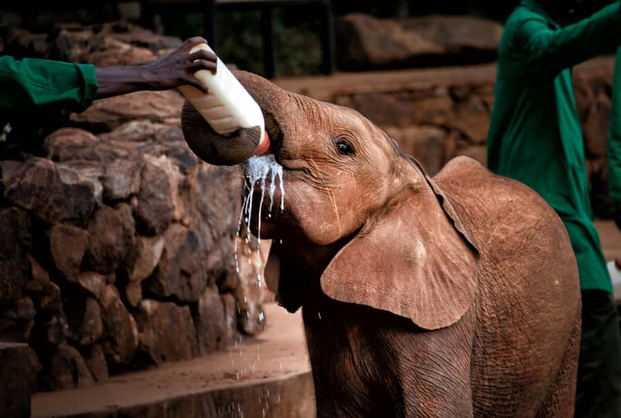 Nairobi: National Park, Baby Elephant & Giraffe Centre Tour - The Nairobi National Park game drive: what to watch for and how to make it count