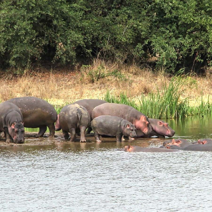 Nairobi: National Park, Baby Elephant & Giraffe Centre Tour - Sheldrick Elephant Orphanage: seeing conservation work behind the cuddly moments