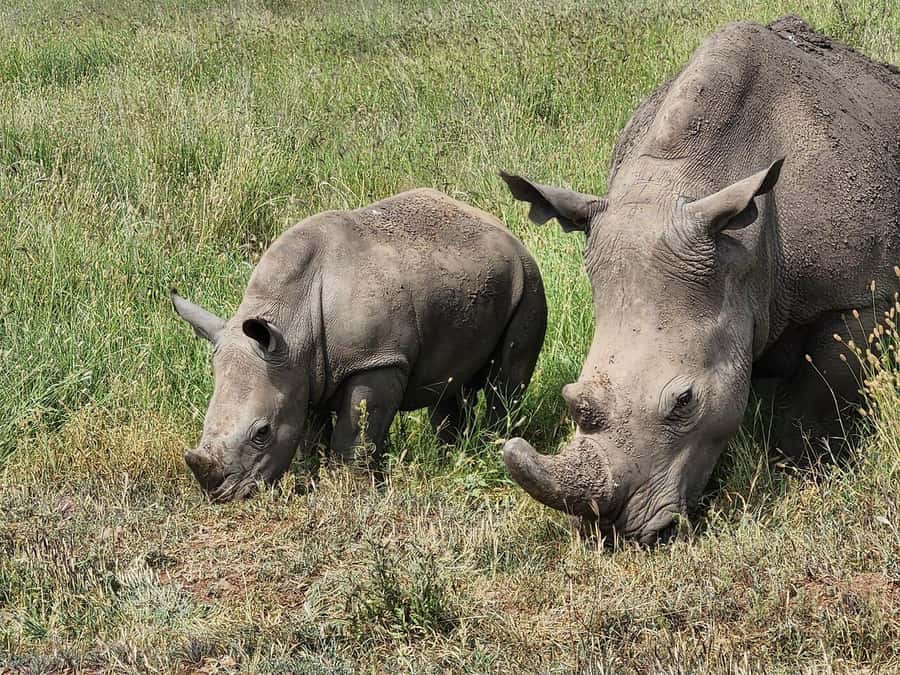 Nairobi: National Park, Baby Elephant & Giraffe Centre Tour - Optional add-ons that can turn your day into more than wildlife