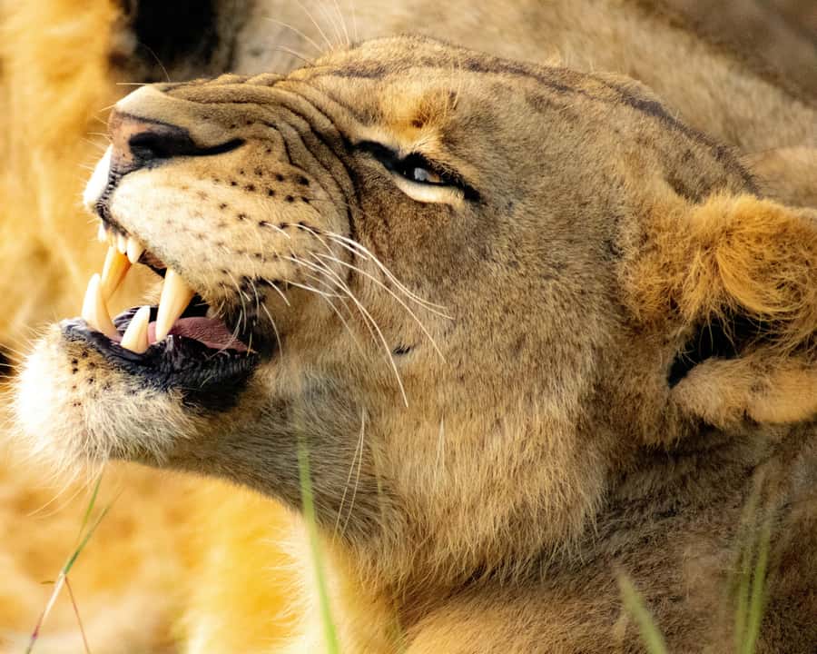 Nairobi: National Park, Baby Elephant & Giraffe Centre Tour - Guide quality and timing: what the best days feel like