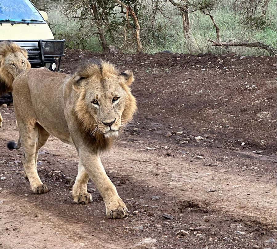 Nairobi: National Park, Baby Elephant & Giraffe Centre Tour - Who should book this Nairobi wildlife day, and who might prefer another option