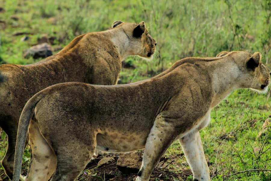 Nairobi: National Park, Baby Elephant & Giraffe Centre Tour - Picking up your day: transport style, lunch timing, and the real schedule