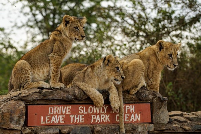 Nairobi National Park, Baby Elephant Orphanage and Giraffe Center - Nairobi National Park Safari, Plus Giraffe And Beads: What This Day Delivers
