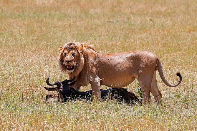 Nairobi National Park, Baby Elephant Orphanage and Giraffe Center - The 6-Hour Flow: Three Stops, No Long Detours