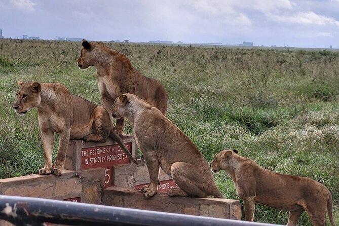 Nairobi National Park Daily Game drives. - Your ride inside the park: air-conditioned comfort with open views