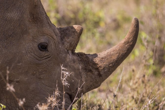 Nairobi National Park Day Tour - Lions, Rhino, and the City Skyline Photo Moment