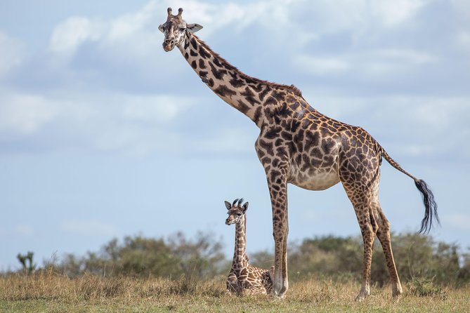 Nairobi National Park Day Tour - Walking Trails, Picnic Sites, and Campsites: What You Can Do With the Time