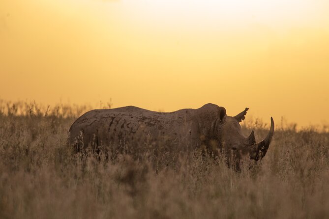 Nairobi National Park Day Tour - Practical Tips That Will Make Your Morning Safari Smoother