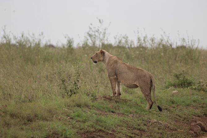 Nairobi National Park Day Tour - Who This Nairobi National Park Day Tour Suits Best