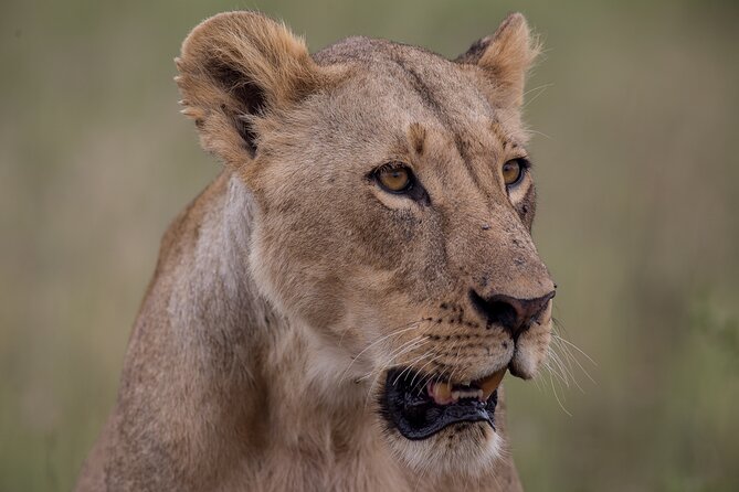 Nairobi National Park Day Tour - What Your 4-Hour Morning Safari Is Really Like Inside the Park