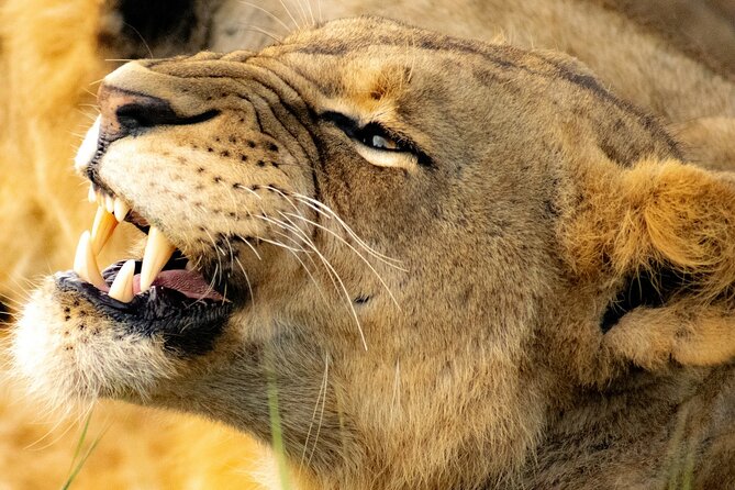 Nairobi National Park Early Morning or Afternoon Game Drive - Why Nairobi National Park feels special right away