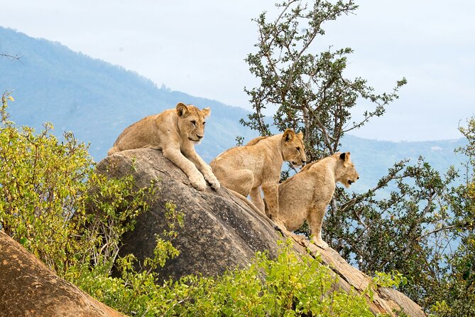 Nairobi National Park Early Morning or Afternoon Game Drive - Birds and the “second win” beyond mammals