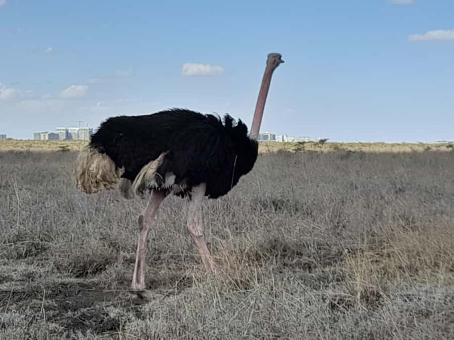 Nairobi: National Park Early Morning or Afternoon Game Drive - Price and park entry fees: what $30 really means