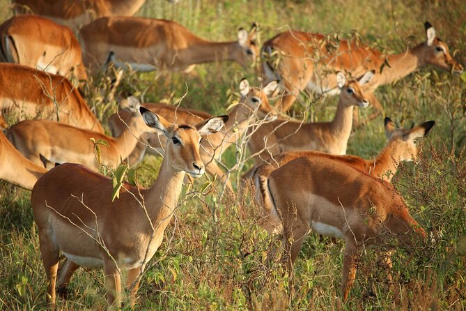 Nairobi: National Park Early Morning or Afternoon Game Drive - Pickup, rooftop van, and the guide setup that helps you see more
