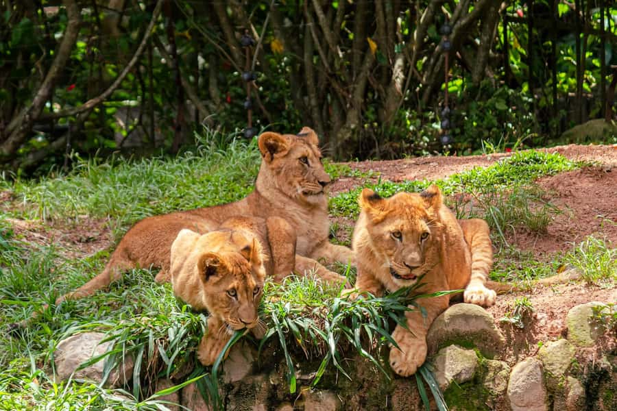 Nairobi: National Park Early Morning or Afternoon Tour - A city-edge safari where Nairobi stays close