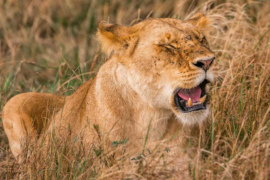 Nairobi: National Park Early Morning or Afternoon Tour - Game drive reality check: what you can expect to see