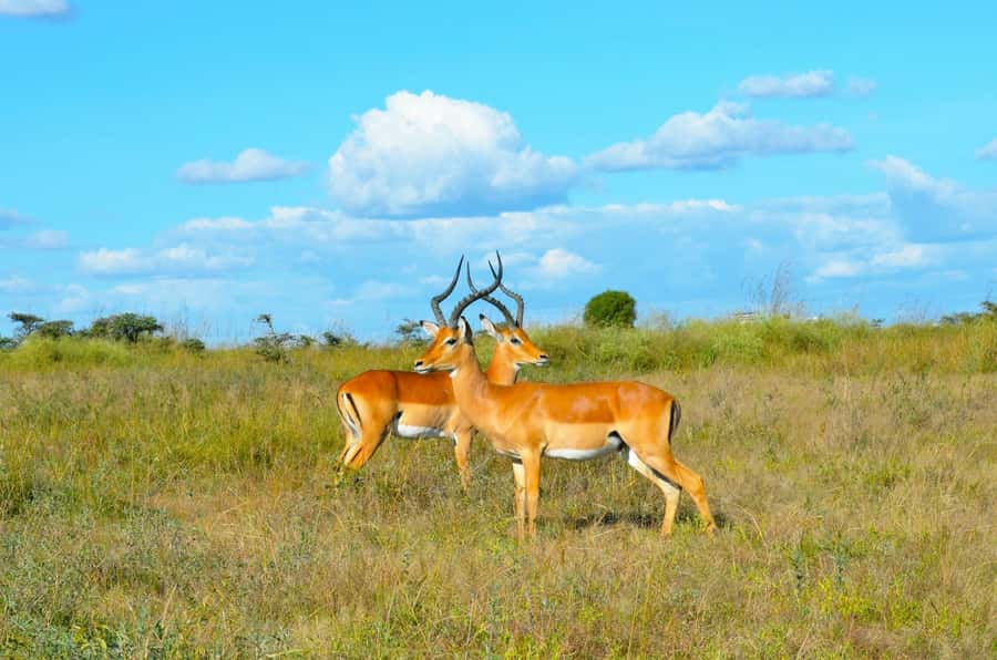 Nairobi: National Park Early Morning or Afternoon Tour - Lions, giraffes, zebras, and birds: why this park can feel special