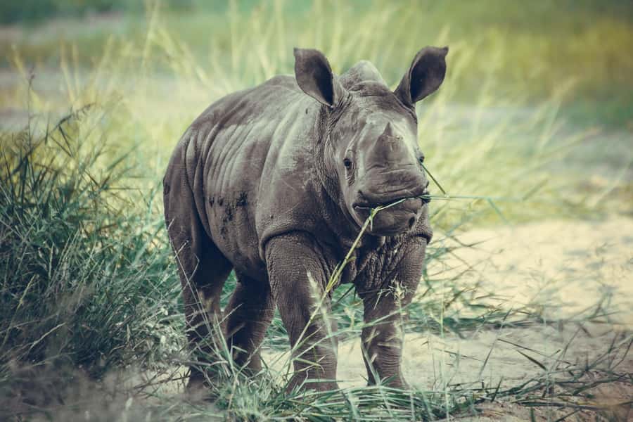 Nairobi: National Park Early Morning or Afternoon Tour - The Ivory Burning Site Monument stop: conservation you can actually see