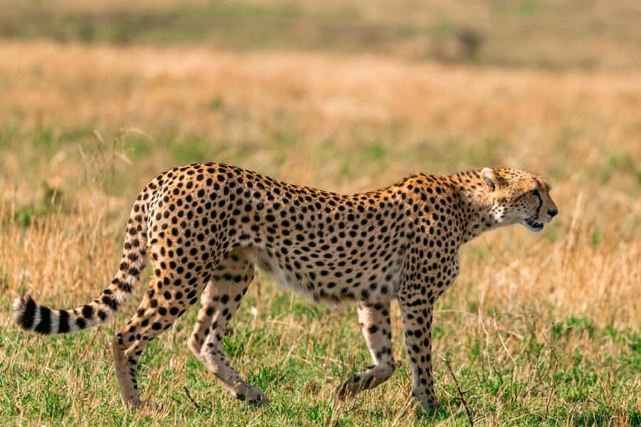 Nairobi: National Park Early Morning or Afternoon Tour - Morning vs afternoon: how to pick your start time