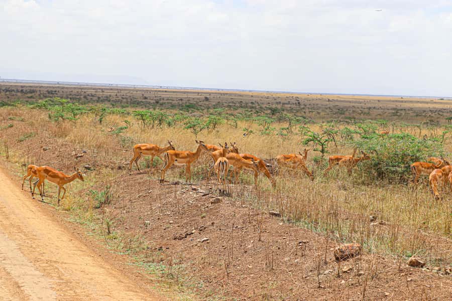 Nairobi National Park: & Elephant Orphanage 4X4 Jeep Tour - Key highlights to know before you go