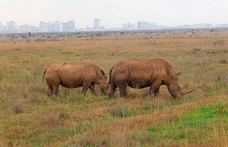 Nairobi National Park: & Elephant Orphanage 4X4 Jeep Tour - Nairobi National Park, right inside the city