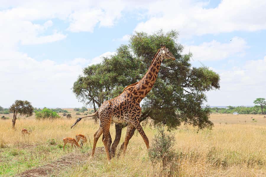 Nairobi National Park: & Elephant Orphanage 4X4 Jeep Tour - The main game drive: birds, lions, rhinos, and those quick surprises