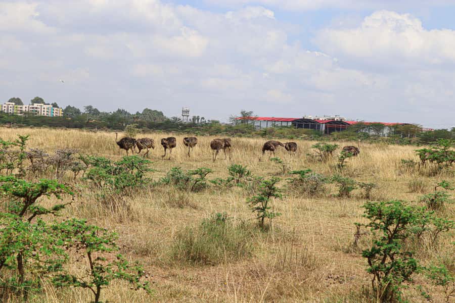Nairobi National Park: & Elephant Orphanage 4X4 Jeep Tour - Burning Ivory monument, and why that stop hits