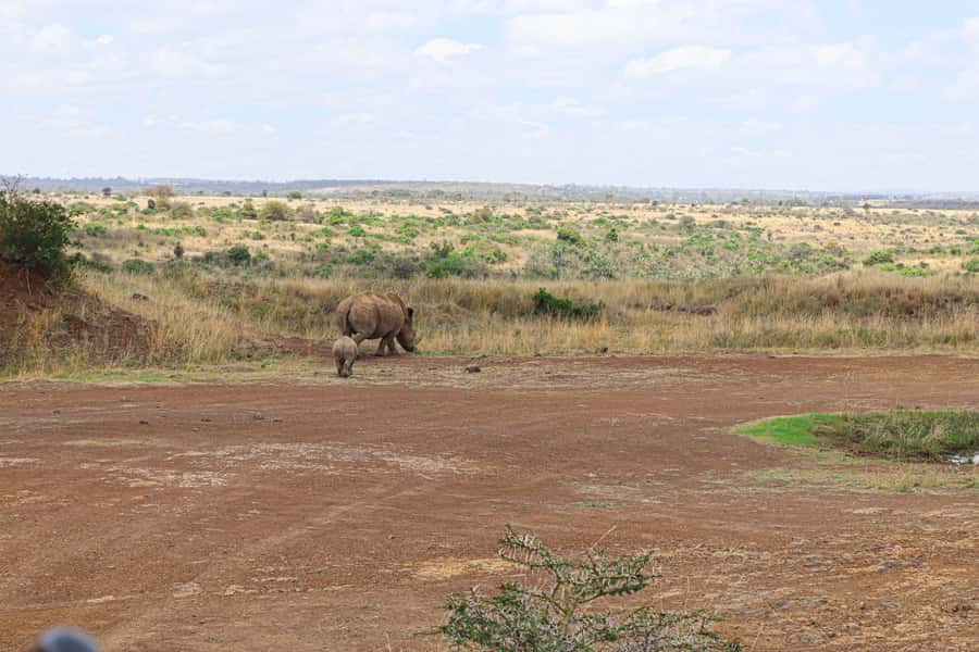 Nairobi National Park: & Elephant Orphanage 4X4 Jeep Tour - Price and value: is $130 per person a fair deal?