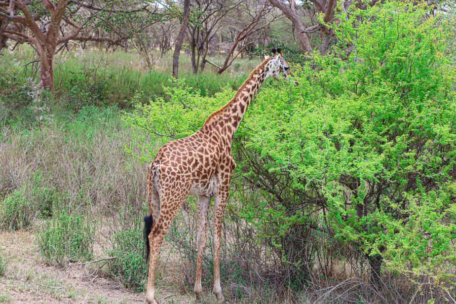 Nairobi National Park: & Elephant Orphanage 4X4 Jeep Tour - Who this Nairobi safari day suits best