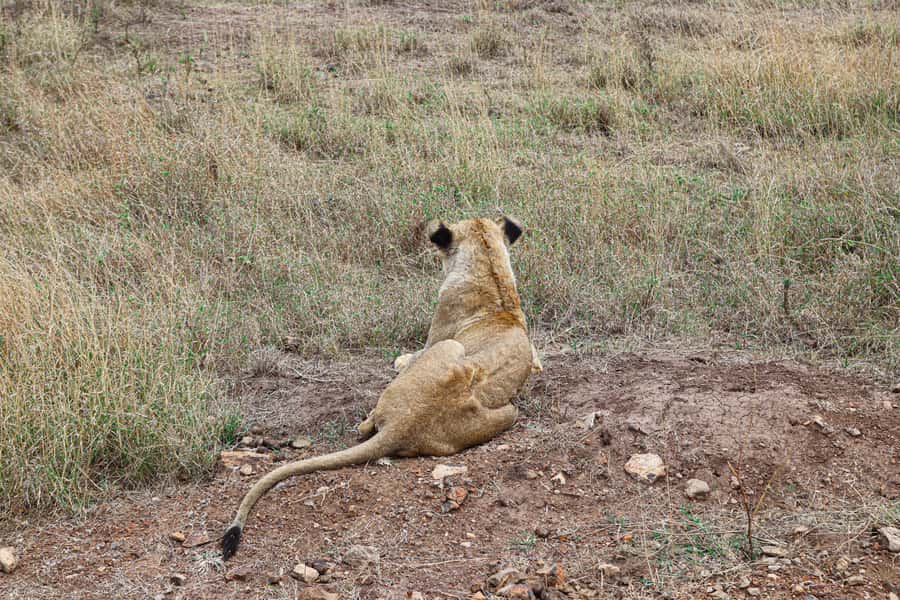 Nairobi National Park: & Elephant Orphanage 4X4 Jeep Tour - A realistic way to plan your day