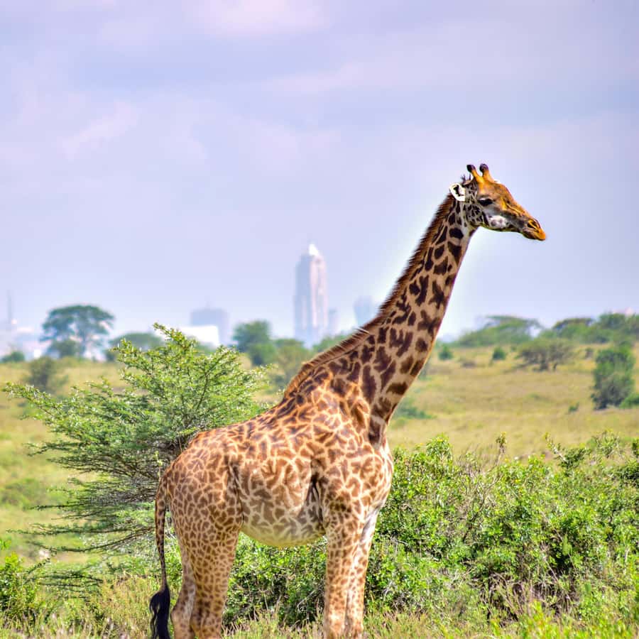 Nairobi National Park: & Elephant Orphanage 4X4 Jeep Tour - The pickup ride and Land Cruiser setup that actually helps