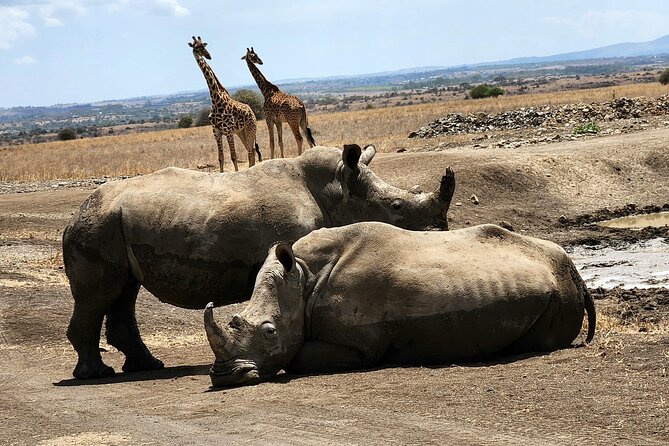Nairobi national park Elephant orphanage and giraffe center tour. - Elephant Orphanage visit: what you learn when you see the work