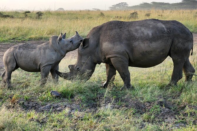 Nairobi national park Elephant orphanage and giraffe center tour. - When to go, and how to match the departure to your goals