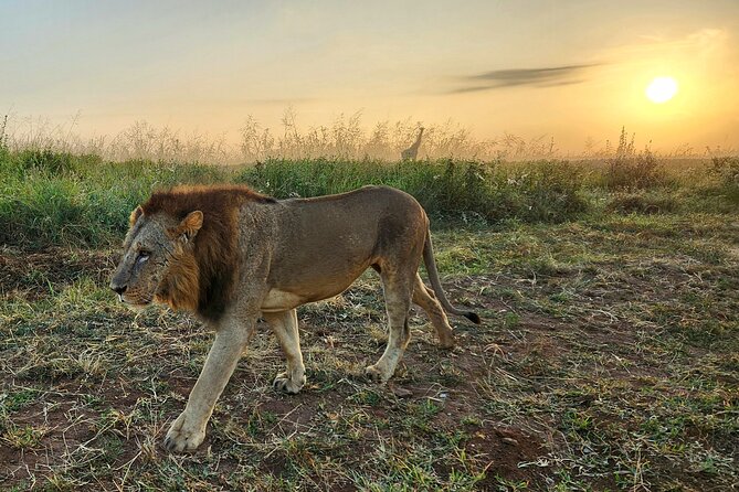 Nairobi national park Elephant orphanage and giraffe center tour. - Who this Nairobi wildlife and conservation tour fits best