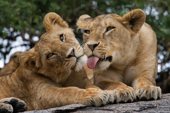 Nairobi National Park, Elephant Orphanage and Giraffe Centre - A Nairobi Safari Day That Blends Skyline Wildlife and Baby Elephants