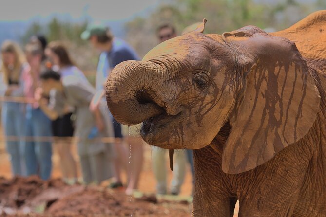 Nairobi National Park, Elephant Orphanage and Giraffe Centre - David Sheldrick Wildlife Trust Elephant Orphanage: Rehab Stories You Can Feel