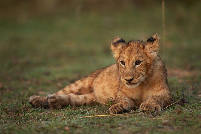 Nairobi National Park, Elephant Orphanage and Giraffe Centre - Price and Logistics: Is This $40 Tour Really Value?