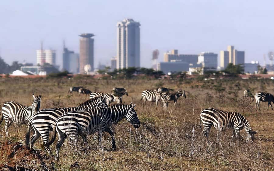 Nairobi National Park, Elephant Orphanage and Giraffe Centre - Who This Trip Suits Best, And Who Might Want Another Option