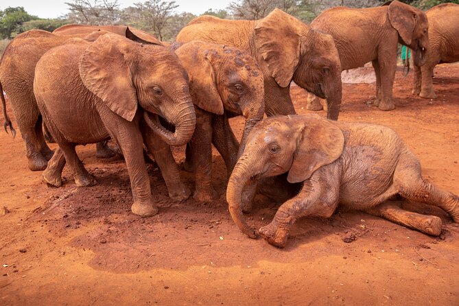 Nairobi National Park, Elephant Orphanage and Giraffe Centre - David Sheldrick Elephant Orphanage: Feeding Time and the Conservation Story