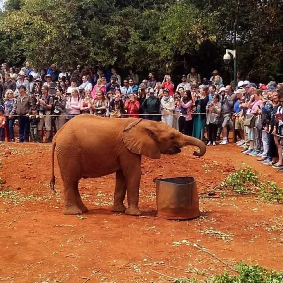 Nairobi: National Park, Elephant Orphanage, and Giraffe Tour - Key things I’d circle on the schedule